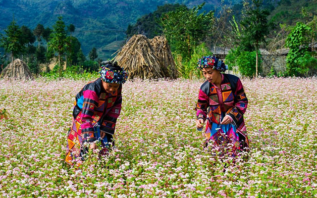 Kinh nghiệm du lịch Hà Giang vô cùng bổ ích dành cho du khách